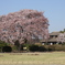 桜を追いかけて(茨城 偕楽園)