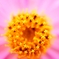 flowerstar