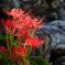 cluster amaryllis　Ⅲ