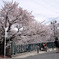 桜津波
