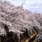 桜の波