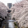 しだれ桜