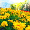 飛騨高山のお花