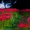 Spider lily Road☆