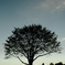 tree.