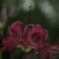 彼岸花その２