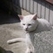 しろねこ