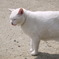 しろねこ
