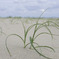 浜に生えてるこの草はなんでしょう？