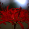 彼岸花１