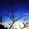 Branch