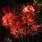 ９月の花火