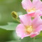 芙蓉の花