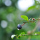 wet berry