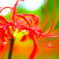 曼珠沙華