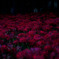 深紅