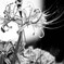cluster-amaryllis