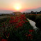 夕暮れの彼岸花咲く散歩道