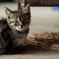 こね~こ猫ねこ仔猫ねこ220