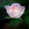Princess rose