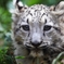 ユキヒョウのマイヤ