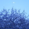 月桜