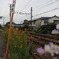 裏道