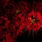 Scarlet fireworks