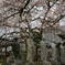 六地蔵と桜