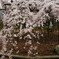 枝垂れ桜