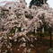 枝垂れ桜