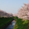 春