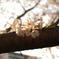 夕桜