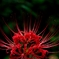 花開く