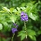 実家の父の花