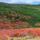 大雪山赤岳第三花園