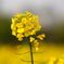 菜の花