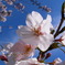 快晴・桜