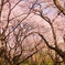 桜トンネル