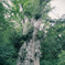 縄文杉
