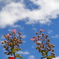 紅一点、空に向かって