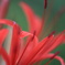 花びら