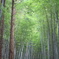 竹林
