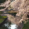 水辺に写る桜