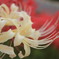 曼珠沙華