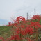 野に咲く花のように