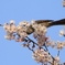 EF75-300mm f/4-5.6 USM