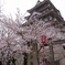 墨俣城の桜