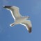 Free bird