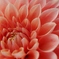 petal